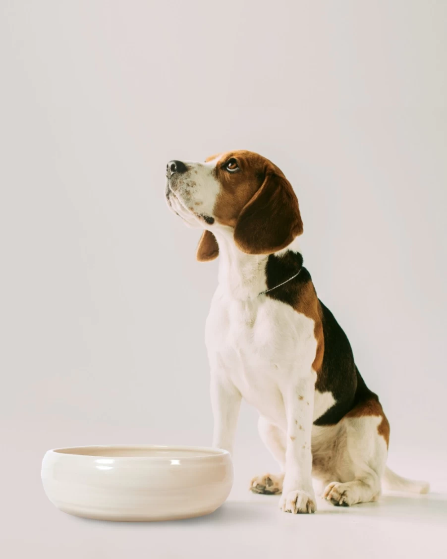 Robert Gordon Venue Large Dog Bowl - Elevated Dog Feeding Station for Big Breeds